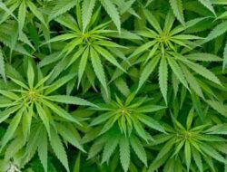 SA Institut Wanti-wanti Menyikapi Ganja Medis Tak Boleh Gegabah